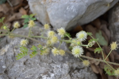 Mimosa malacophylla