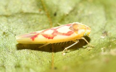 Zygina flammigera
