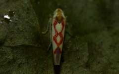 Zygina flammigera
