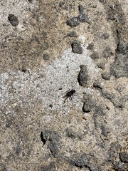 Araneae