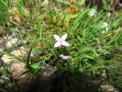 Houstonia rubra