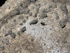 Araneae