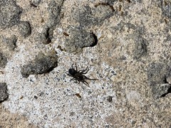 Araneae