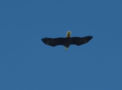 Haliaeetus leucocephalus leucocephalus