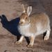 ארנבת ההרים - Photo (c) Andrew,  זכויות יוצרים חלקיות (CC BY)