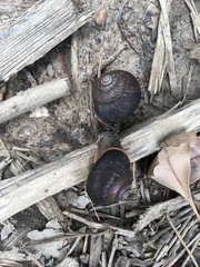 Sauroconcha jervisensis