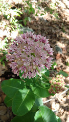 Asclepias otarioides