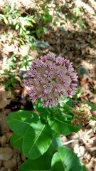 Asclepias otarioides