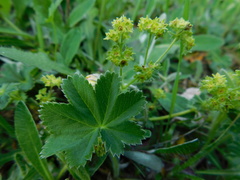 Alchemilla glaucescens