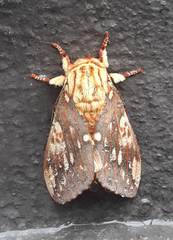 Citheronia brissotii