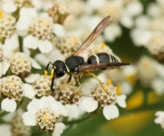 Euodynerus leucomelas