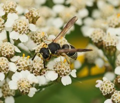 Euodynerus leucomelas