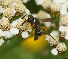 Euodynerus leucomelas