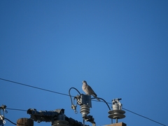 Streptopelia decaocto