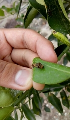 Papilio