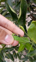 Papilio
