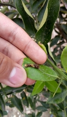 Papilio