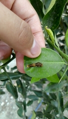 Papilio