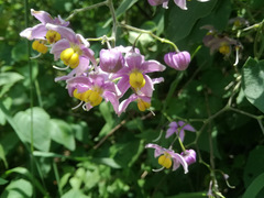Solanum dulcamaroides