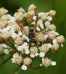 Euodynerus leucomelas