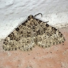 Nebula ibericata