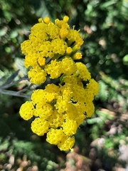 Senecio hypoleucus
