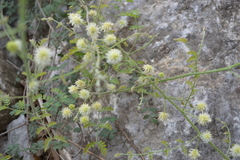Mimosa malacophylla
