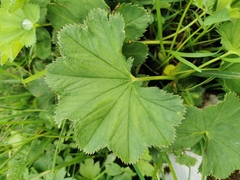 Alchemilla lineata