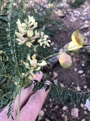 Astragalus deanei