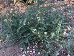 Astragalus deanei