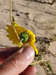 Helianthus neglectus