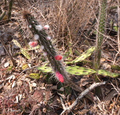 Cleistocactus baumannii