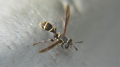 Polybiomyia capitis