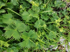 Alchemilla fissa