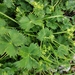Alchemilla fissa - Photo (c) Rico Kaufmann, some rights reserved (CC BY-NC), uploaded by Rico Kaufmann