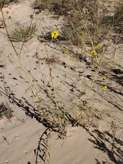 Helianthus neglectus