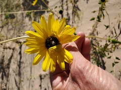 Helianthus neglectus