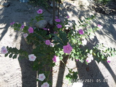 Catharanthus roseus