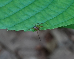 Philodromus marxi