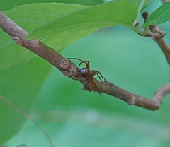 Philodromus marxi