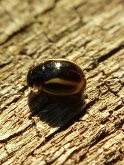 Hyperaspis elegantissima