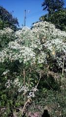 Euphorbia leucocephala