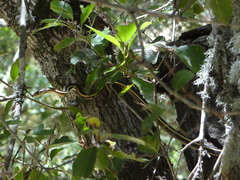 Masticophis lateralis euryxanthus