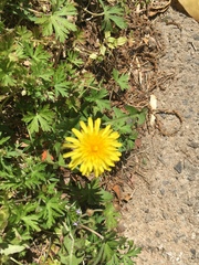 Taraxacum officinale