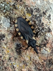 Triatoma patagonica
