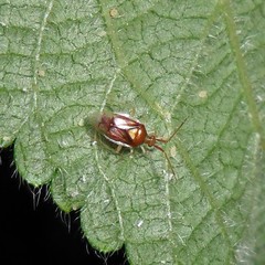Brasiliocarnus