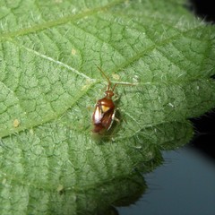 Brasiliocarnus