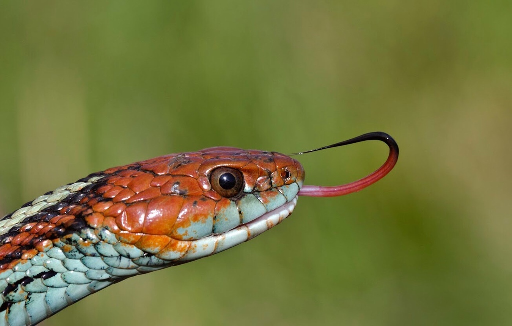 Natricine Snakes