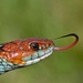 Natricine Snakes - Photo (c) Amy, some rights reserved (CC BY-ND)