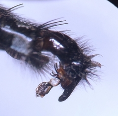 Sarcophaga subvicina